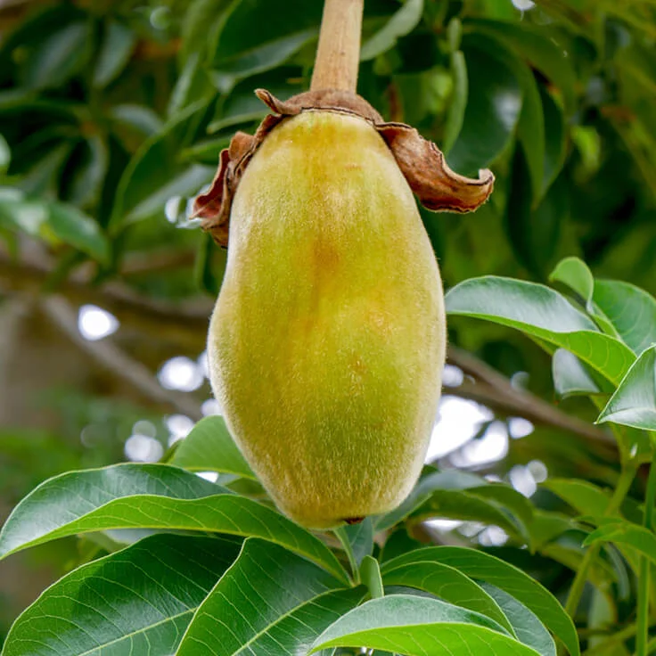 dr.jacksons-ingredients-baobab-seed-oil